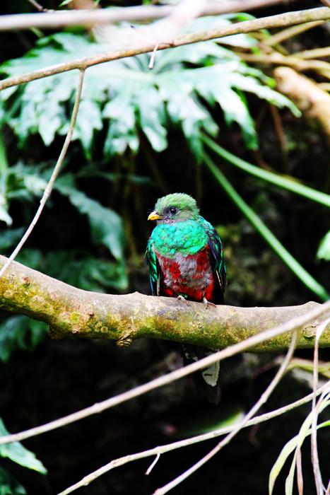 Baby Quetzal | Shutterbug